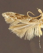 Coleotechnites canusella