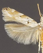 Coleotechnites eryngiella