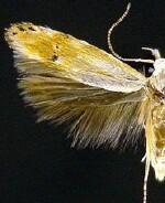 Coleotechnites variiella