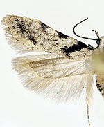 Pseudotelphusa basifasciella