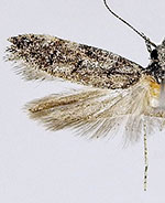 Xenolechia querciphaga