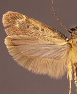 Gelechia albisparsella