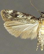 Gelechia dyariella