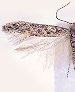 Scrobipalpuloides truncata