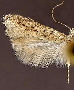 Scrobipalpula manierreorum