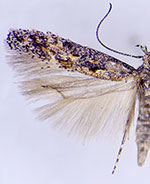 Neopalpa neonata