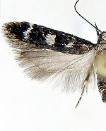 Fascista bimaculella