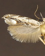 Sophronia roseicrinella