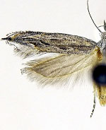 Sophronia teretracma