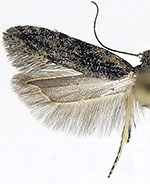 Hypatima zesticopa