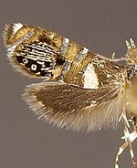 Glyphipterix circumscriptella