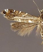 Glyphipterix arizonensis