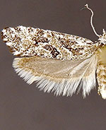 Araeolepia subfasciella