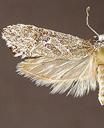 Araeolepia subfasciella