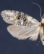 Ellabella editha