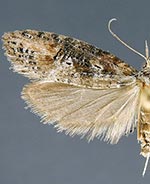 Ellabella johnstoni