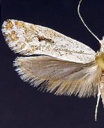 Ypsolopha angelicella