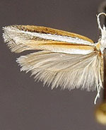 Ypsolopha leptaula