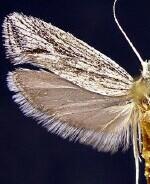 Ypsolopha striatella