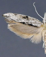 Ypsolopha walsinghamiella