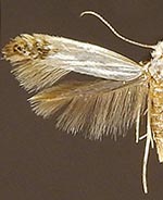 Argyresthia apicimaculella