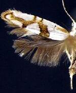 Argyresthia oreasella