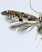 Argyresthia conjugella