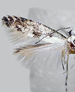 Argyresthia thuiella