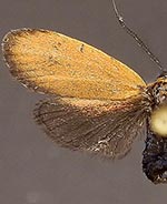 Pyromorpha dyari