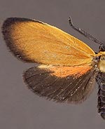 Pyromorpha dyari