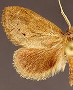 Adoneta gemina