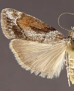 Cosipara modulalis