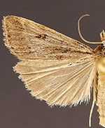 Scoparia denigata