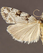 Scoparia normalis