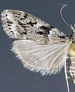 Eudonia albertalis