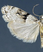 Eudonia spaldingalis