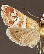 Noctueliopsis palmalis