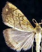 Evergestis pallidata