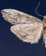 Evergestis angustalis