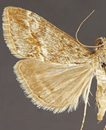 Evergestis palousalis