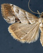 Evergestis triangulalis