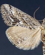 Prorasea fernaldi