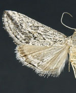 Prorasea sideralis