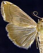 Trischistognatha pyrenealis