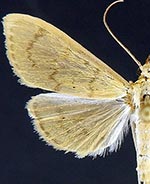 Munroeodes thalesalis