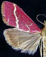 Pyrausta volupialis