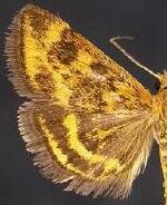 Pyrausta subsequalis