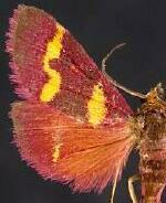 Pyrausta tyralis