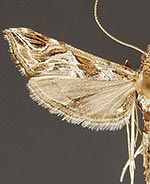 Lineodes interrupta