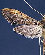 Atomopteryx solanalis